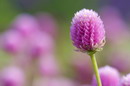 Bachelor Button,gomphrena
